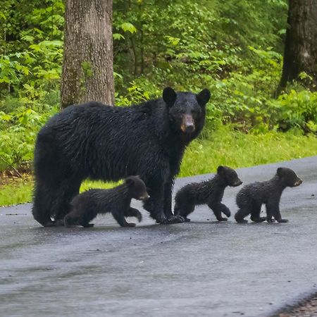 Maple Trails, Wifi, 1089 Free Tickets Each Paid Day, Dollywood And More Gatlinburg Eksteriør bilde